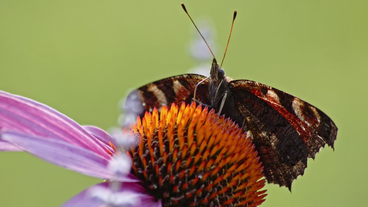 macro tiro de ángulo bajo de mariposa pavo real europea con alas abiertas chupando néctar en un coneflower naranja