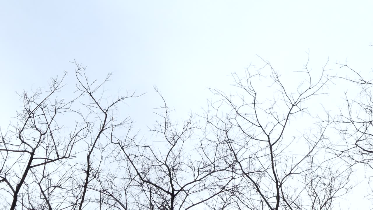 ramas de árboles en blanco y negro moviéndose en el viento de una manera triste