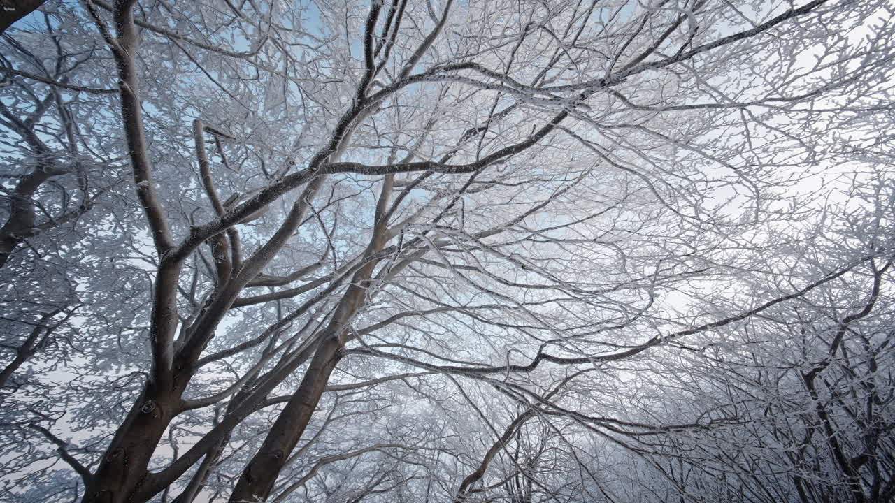 A snowy winter forest with branches covered in frost against a clear sky