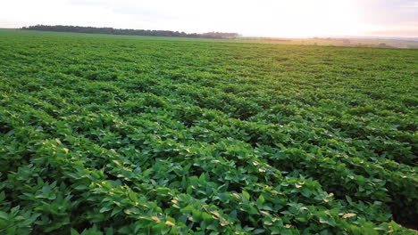 low flight with drone under soybean plantation on a beautiful dawn