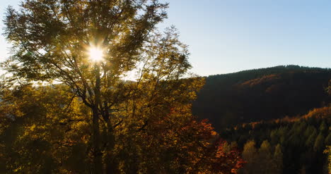 vista aérea amanecer puesta de sol sobre el bosque 7