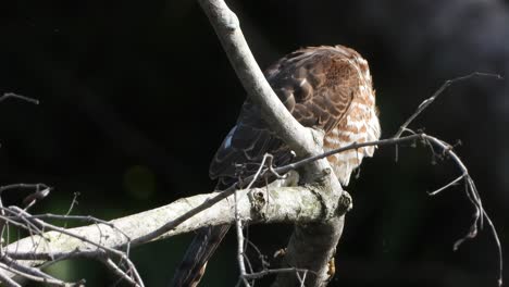 HAwk-relaxing-on-tree-UHd-mp4-k-