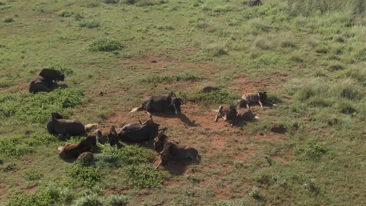 antena de drones, ñus acostados en la sabana en la naturaleza en un día caluroso con bebés
