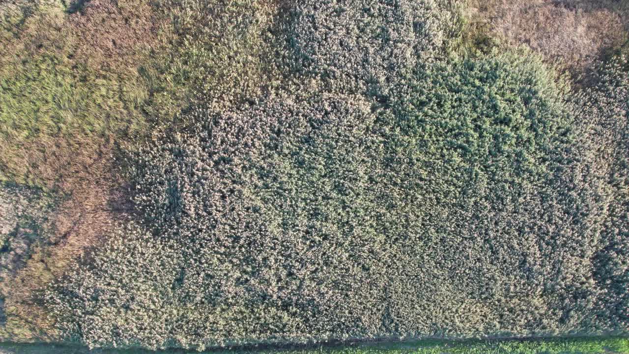 Vertical aerial view over green foliage beside a road during an autumnal morning