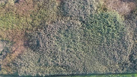 Vertical-aerial-view-over-green-foliage-beside-a-road-during-an-autumnal-morning