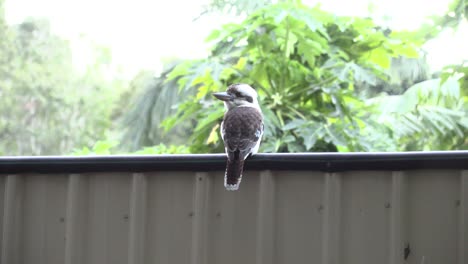 Kookaburra-Entre-árboles-En-El-Patio-Trasero-4k-Uhd