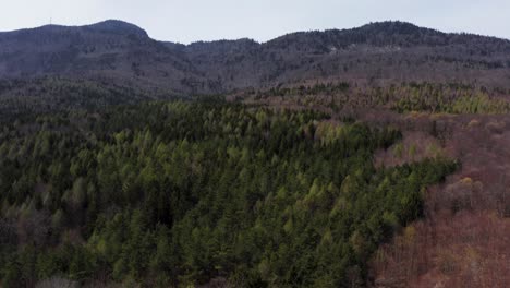 pine trees on mountain with dead forest
