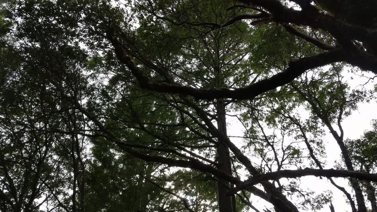 Redwood forest treetops rotation 4k
