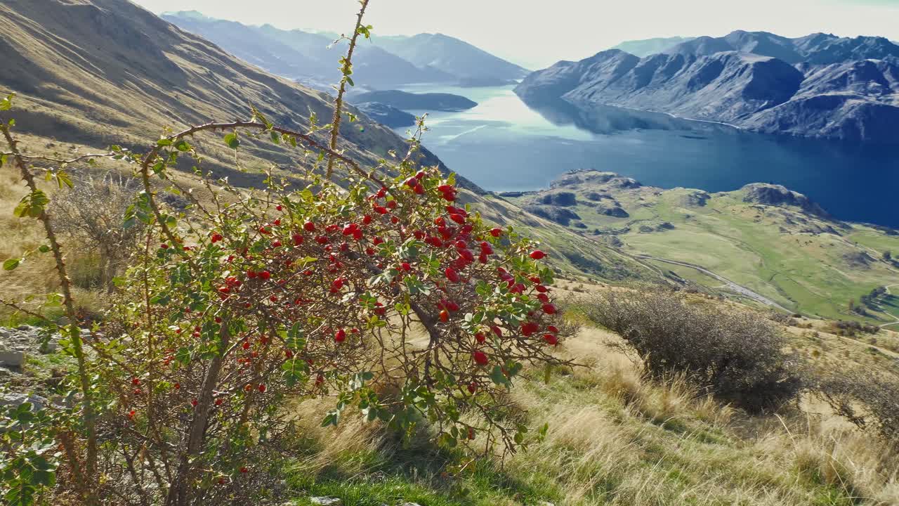Lake Wanaka And The Alps From Roys Peak In New Zealand - Wide Shot
