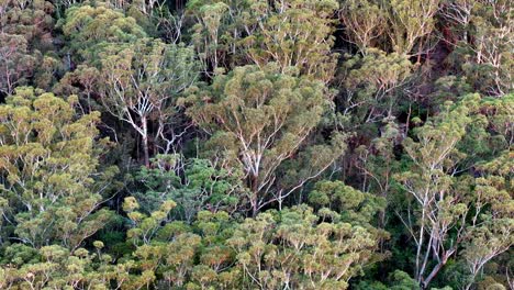 a group of trees that are in the woods together, aerial view, australian tonalism