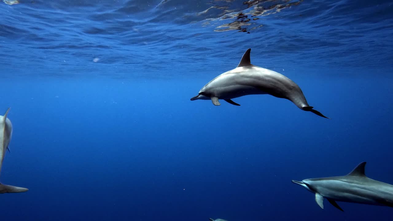 hermosos delfines nadando justo debajo de la superficie de las olas - bajo el agua