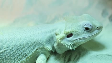 bearded dragon displaying minimal activity.