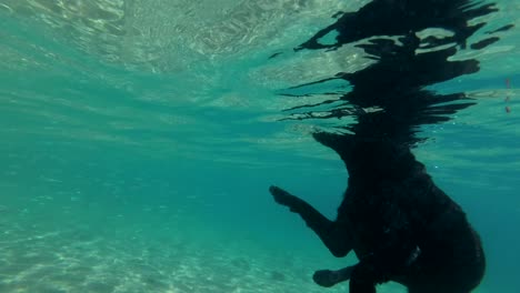 movimiento lento, perro negro nadar en la superficie del agua a la luz del sol. disparo submarino. mar rojo, dahab, egipto