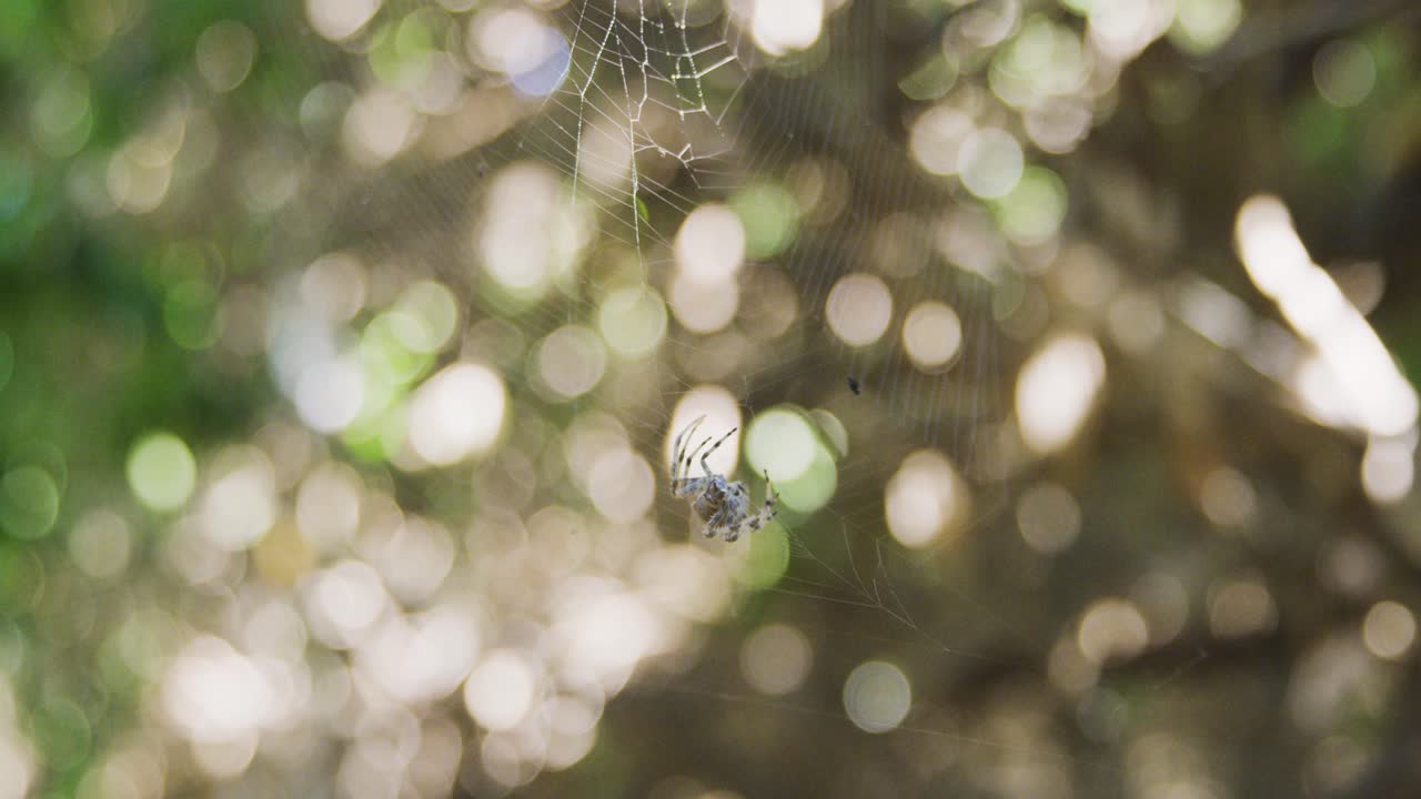araña tejedora girando su telaraña en los árboles de ombligo naranja preparándose para su próxima comida