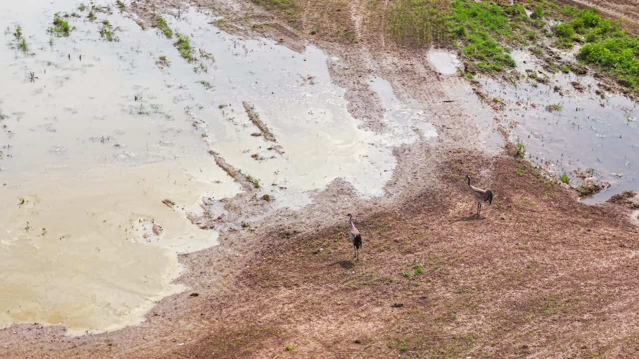 Two cranes standing in pale wetland soil, surrounded by sparse vegetation and open space