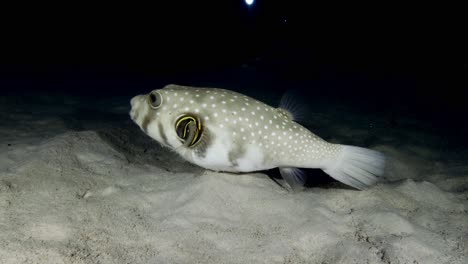 white spotted pufferfish swimming over sandy reef at night in mauritius island