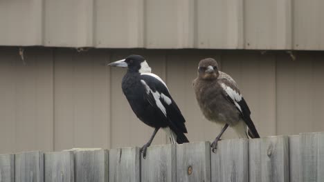 Urraca-Australiana-Adulta-Y-Juvenil-Encaramada-Sobre-Una-Valla-De-Madera-Australia-Gippsland-Maffra-Victoria