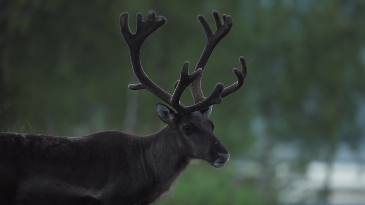 Cervi che giocano nel bosco, Vangsvik, Norvegia - Primo piano