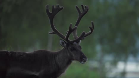 Hirsche-Tummeln-Sich-Im-Wald,-Vangsvik,-Norwegen-–-Aus-Nächster-Nähe