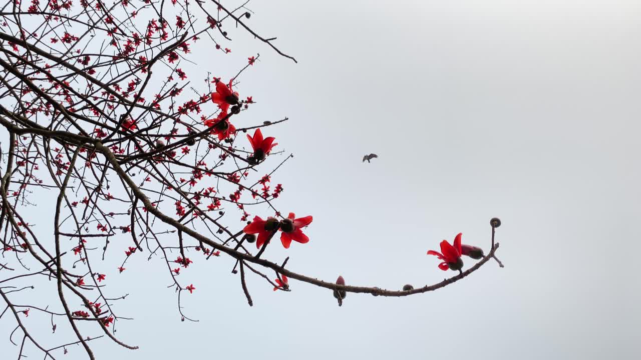 The vibrant red silk cotton tree, also known as &amp;quot;Shimul&amp;quot; in Bengali, stands tall and proud, with its stunning flowers in full bloom, adding a touch of natural beauty to the surrounding environment