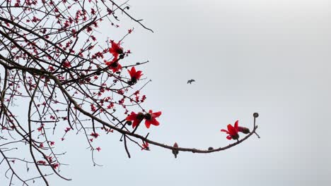 The-vibrant-red-silk-cotton-tree,-also-known-as-"Shimul"-in-Bengali,-stands-tall-and-proud,-with-its-stunning-flowers-in-full-bloom,-adding-a-touch-of-natural-beauty-to-the-surrounding-environment