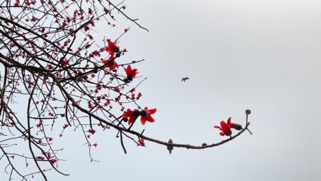 the vibrant red silk cotton tree, also known as "shimul" in bengali, stands tall and proud, with its stunning flowers in full bloom, adding a touch of natural beauty to the surrounding environment