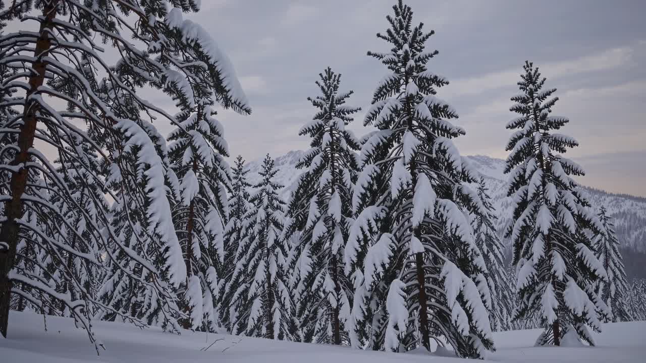 A serene winter landscape video featuring snow-covered pine trees