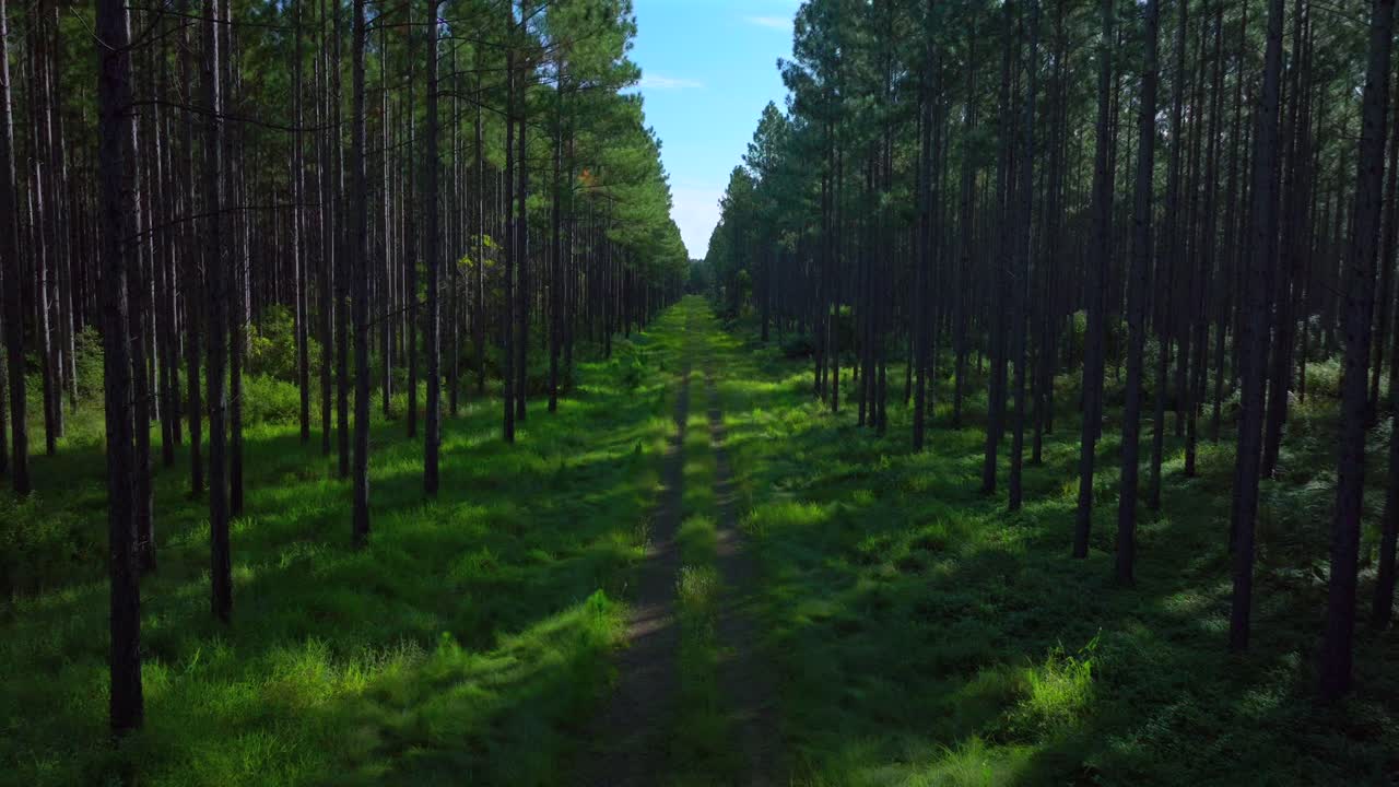 Sunny summer dirt road Glass House Mountains forest Sunshine Coast Queensland QLD Australia aerial drone Lutton Beerburrum Peachester State bush Tower Hill Gum Eucalyptus Para Rubber Trees forward