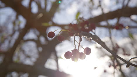 a close-up of bunch berries in a branch during sunrise