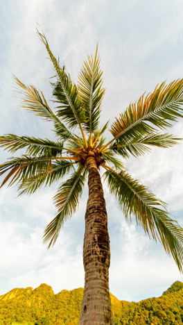 palm trees and tropical rainforest in vertical