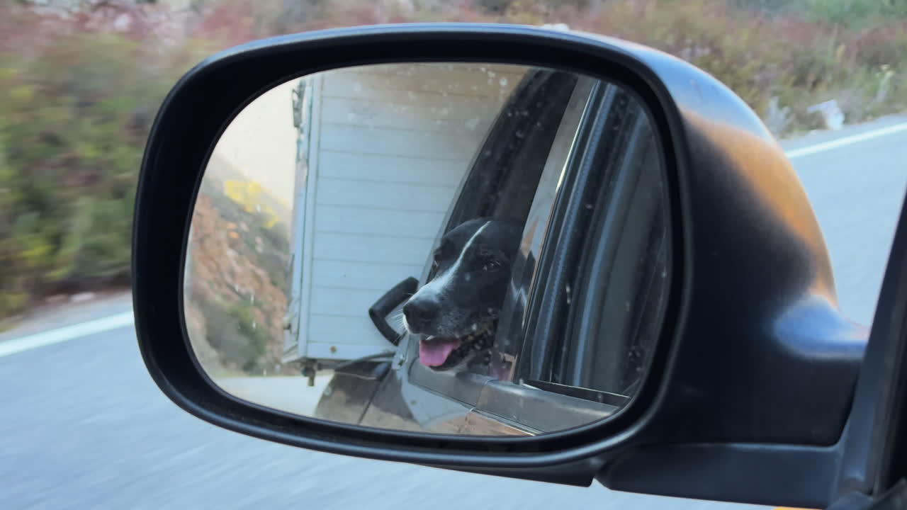Riflesso nello specchietto di un'auto di un felice cane Pitbull Terrier bianco e nero che si gode la brezza durante un viaggio panoramico in auto in California