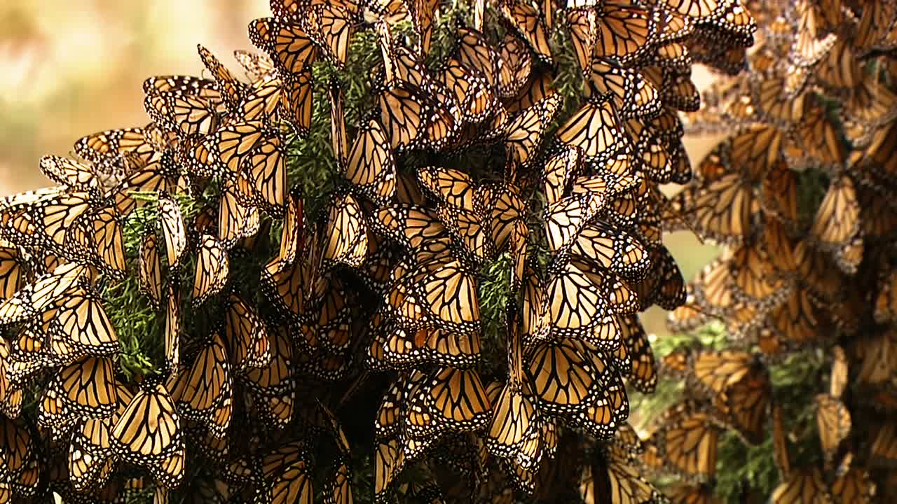 большое количество бабочек-монархов цепляется за ветку сосны