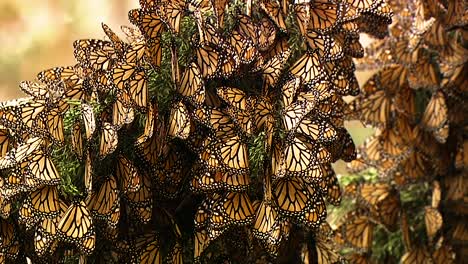 a high number of monarch butterflies cling to a pine tree branch