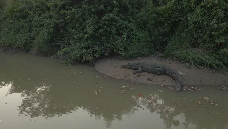 Tiro-De-Drone-En-Movimiento-De-Un-Enorme-Cocodrilo-De-La-Orilla-De-Un-Río-En-Sri-Lanka