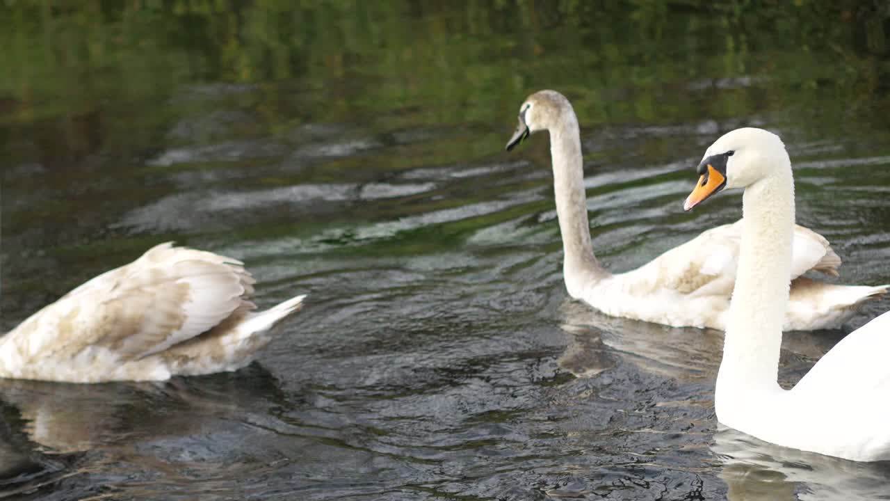 los cisnes blancos están flotando en el río.