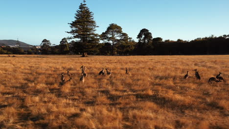 aerial orbit, drone shot around kangaroos on a field, during sunset, bright, sunny evening, in west australia - macropus giganteus