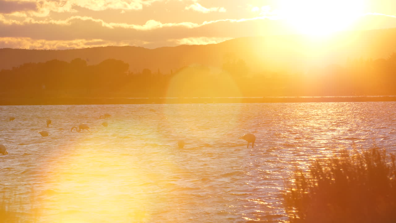 아름다운 불꽃과 함께 연못의   황금 시간, camargue 플라밍고 해가 지는
