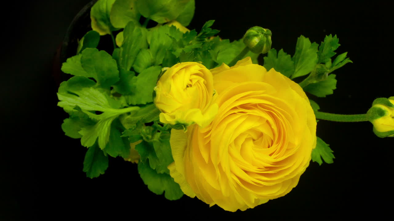 жёлтый цветок 0