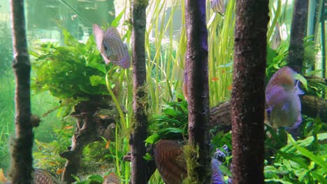 school of red discus fish swimming in an aquascape in slow motion