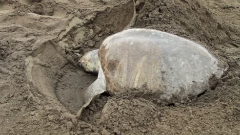 a sea turtle digs in the sand while laying eggs