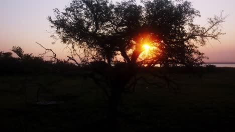 Statische-Aufnahme-Eines-Epischen-Sonnenuntergangs-Am-See-Durch-Einen-Baum-Mit-Rustikaler-Brücke,-San-Bernardino,-Paraguay