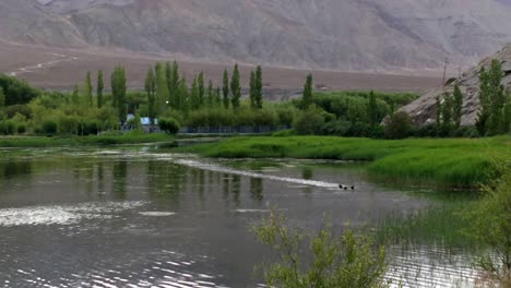 Patos-En-El-Lago-Batiendo-Sus-Alas-Para-Llegar-Cerca-De-Las-Otras-Bandadas-De-Pájaros