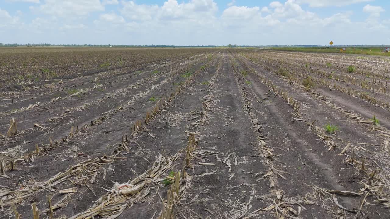 Harvested Cornfield