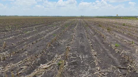 harvested cornfield