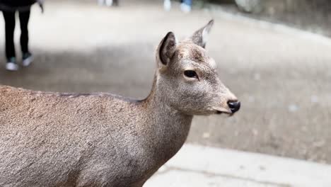 sika deer head portrait, close up, nara, japan