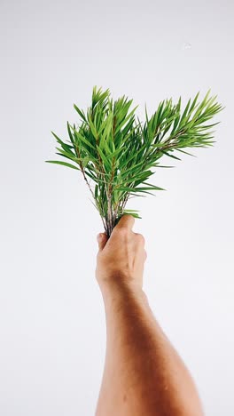 hand holding a bunch of fresh green leaves