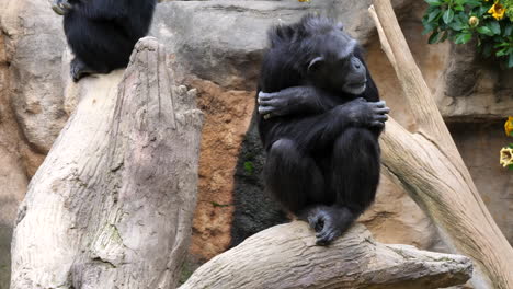 chimpanzee at zoo with a cross hand pose on top of a log