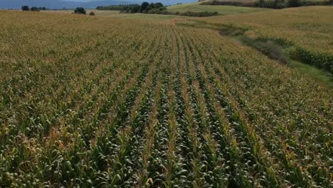 forward drone shot over a corn field of a mountain and fields over a green summer field in northern greece