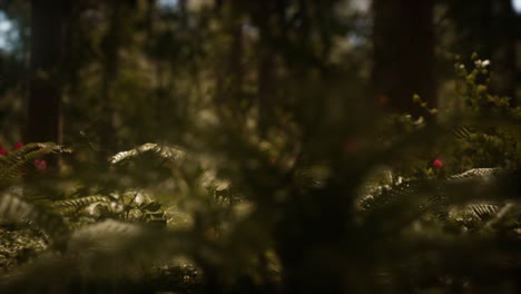 Sonnenlicht-Des-Frühen-Morgens-In-Den-Mammutbäumen-Des-Mariposa-Hains