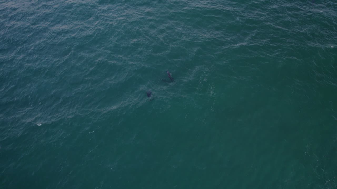 핀갈 헤드, 뉴 사우스 웨일즈, 호주 근처의 고요한 태즈만 바다에서 수영하는 병코 돌고래